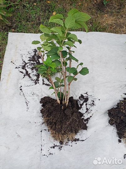 Гортензия древовидная Анабель