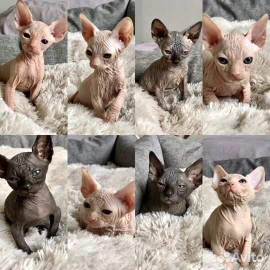 Канадский сфинкс