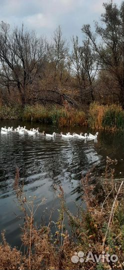 Гуси на племя