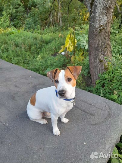 Кобель вязка