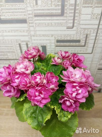 Сортовые фиалки мини