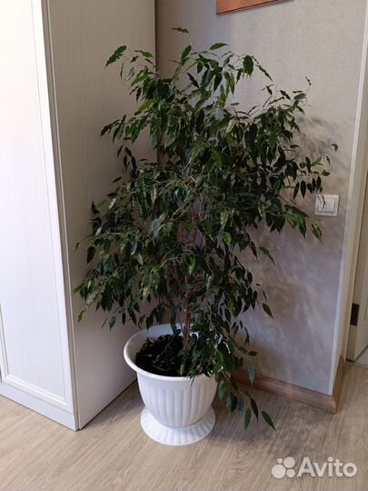 Спатифиллум, Фикус Бенджамина, кротон пестрый