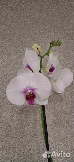Орхидея Фаленопсис А-ля Моушен