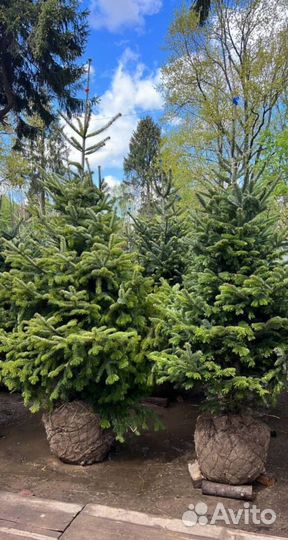 Пихта Корейская с гарантией приживаемости