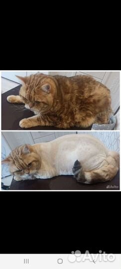 Стрижка собак и кошек