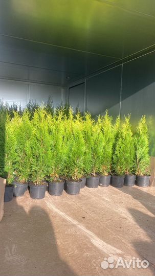 Туя Смарагд 70-90 см из питомника