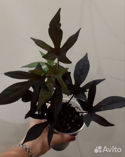 Ипомея батат