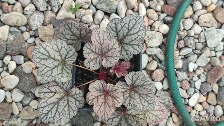 Многолетники