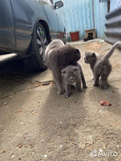 Котята отдам бесплатно