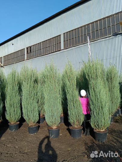 Можжевельник Блю Эрроу