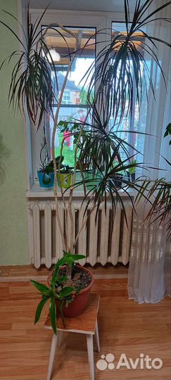 Драцена Маргината