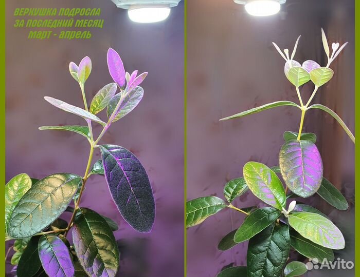 Фейхоа высота 1м, Фитосветильник светодиодный