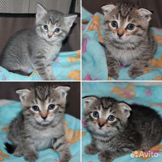 Кошка в дар бесплатно