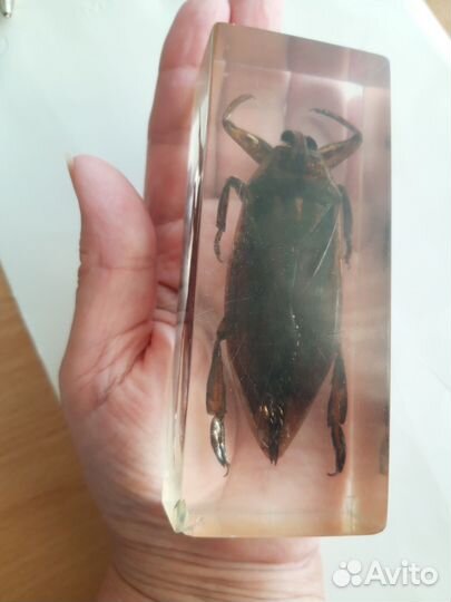 Жук-гигант.Индия.1990г.Редкость.Раритет