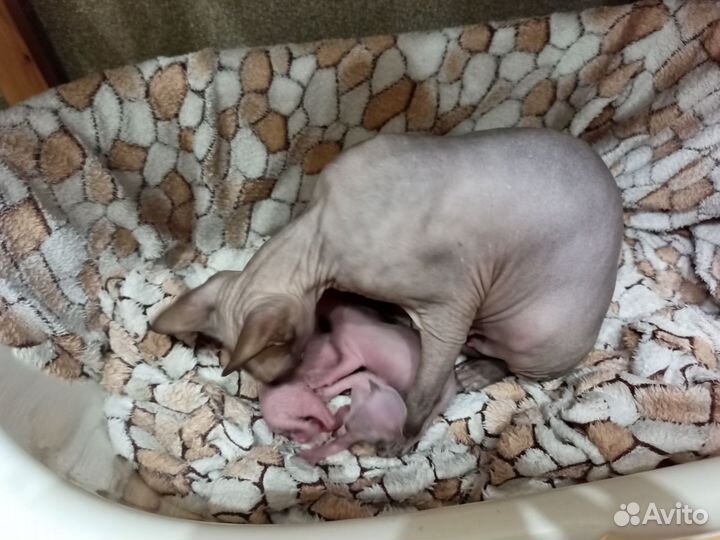 Донской сфинкс котята