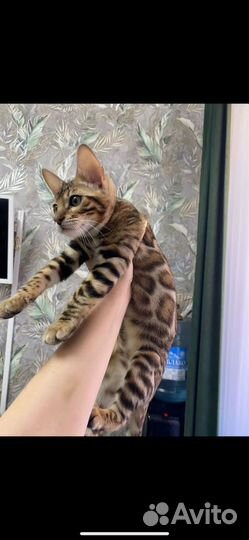 Бенгальская кошка