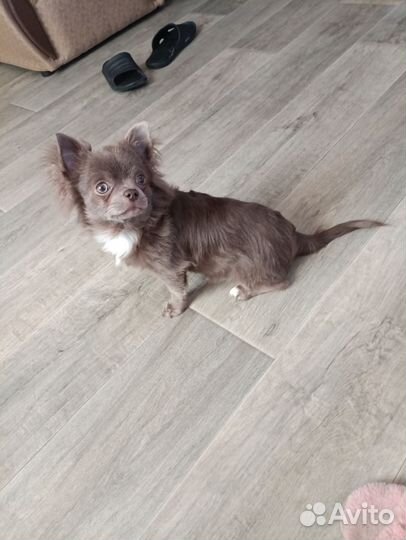 Вязка собак чихуахуа