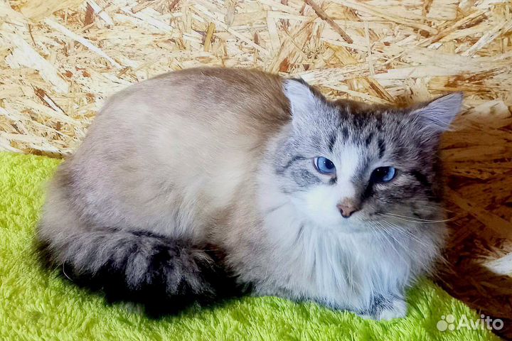Тайский кот в добрые руки