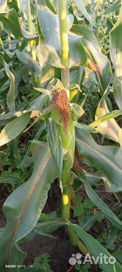 Сладкая кукуруза оптом