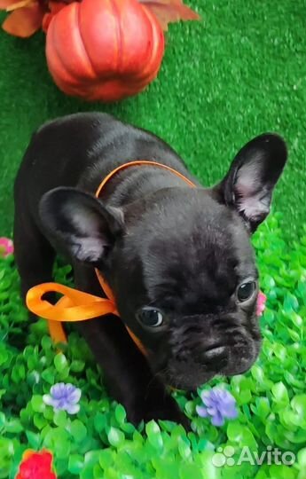 Французский бульдог щенки