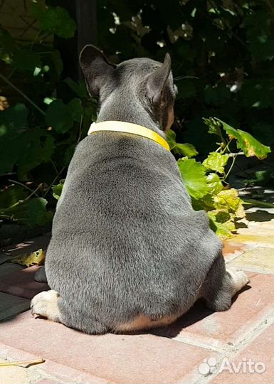 Французский бульдог щенки лиловый