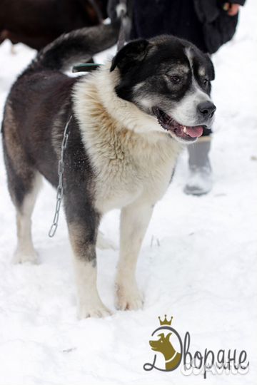 Отличный парень по кличке Балу