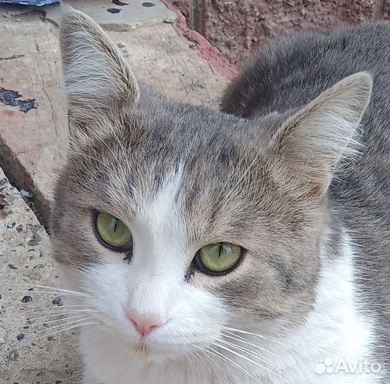 Кот в добрые руки