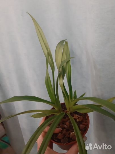 Продам орхидею Phragmipedium Sedenii hybrid