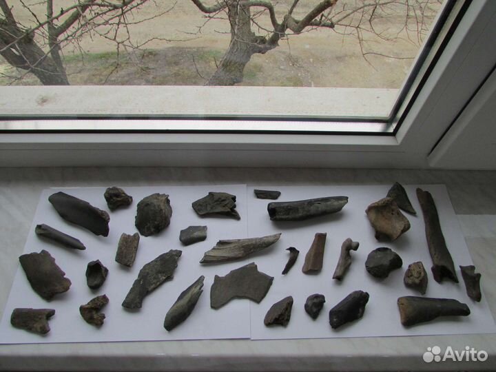 Палеонтология. Плейстоцен. Набор окаменелостей 3