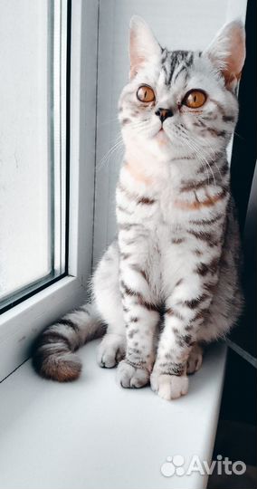 Кошка на вязку