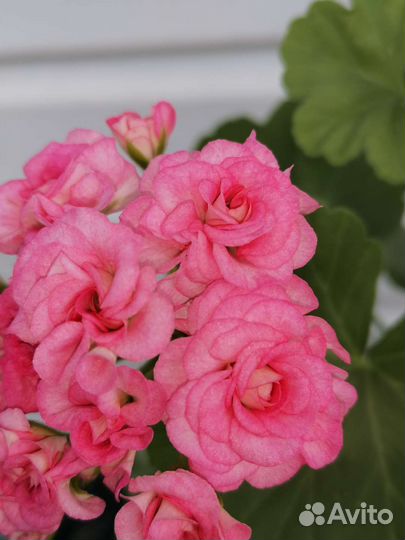 Пеларгония antique rose