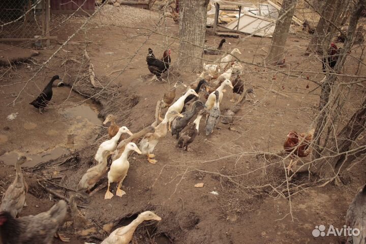 Утята индийский бегунок