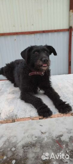 В добрые руки