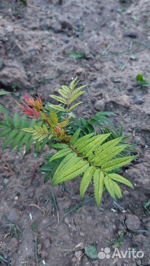 Рябинник рябинолистный)