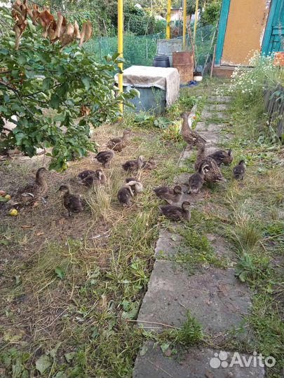 Подсадные утки