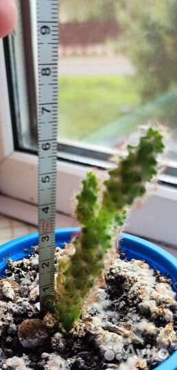 Апорокактус разновидность кактуса