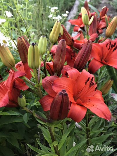 Лилия сортовая