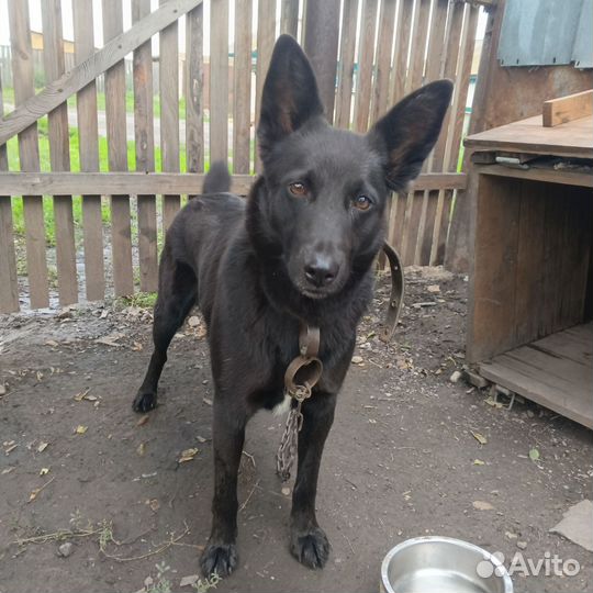 Собака в добрые руки отдам бесплатно