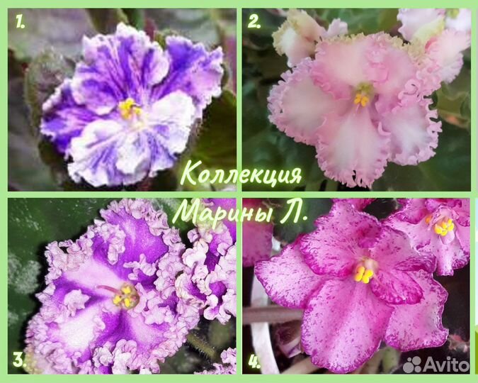 Фиалки детки разных сортов