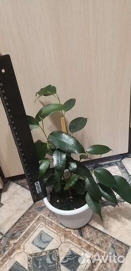 Фикус бенджамина