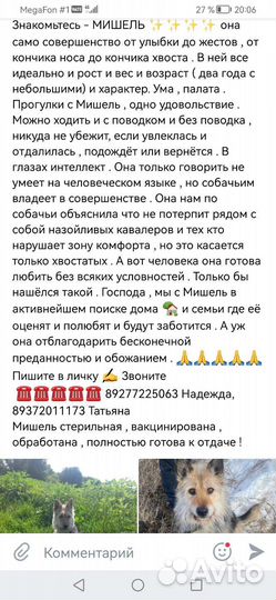 Собака в добрые руки отдам бесплатно
