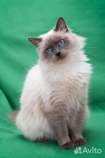 Трагическая поистине история нужен дом