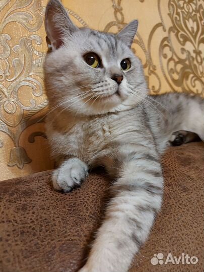 Котик шотландец для вязки