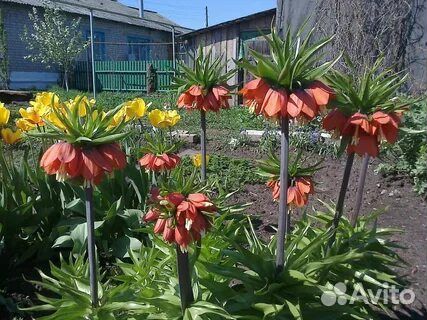 Рябчик императорский