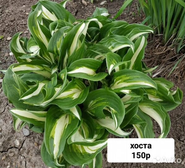 Многолетники для сада цветы