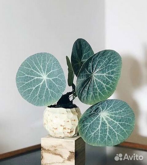 Стефания эректа