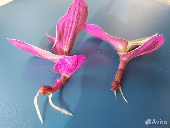 Спатифиллум и традесканции