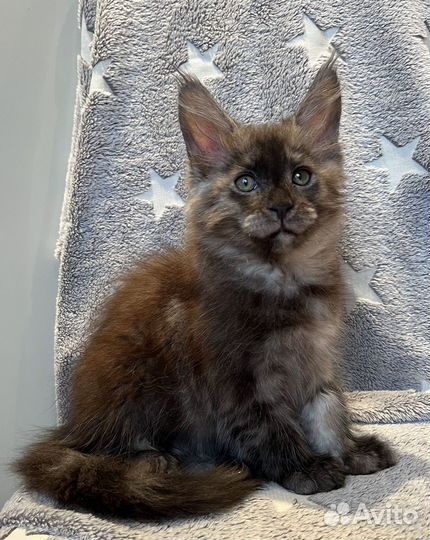 Котик мейн-кун