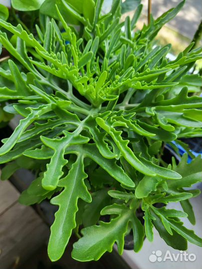 Каланхоэ рассеченное