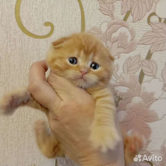Шотландские